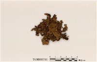 藏品(島衣屬)的圖片